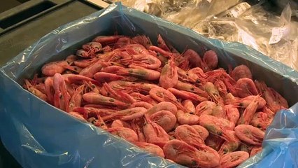 La saison de pêche à la crevette est commencée