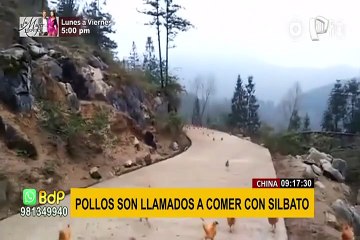 ¡Insólito! Pollos de corral acuden a comer tras escuchar sonido de silbato