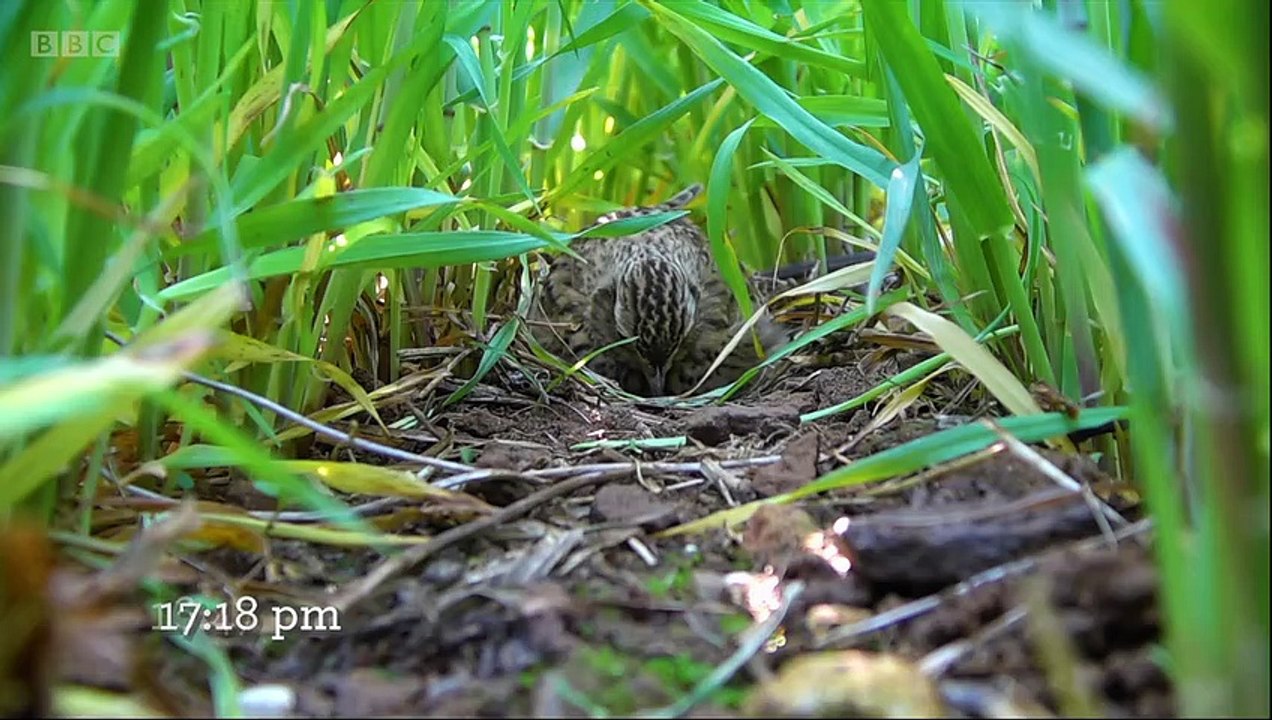 Springwatch episode 9 2021