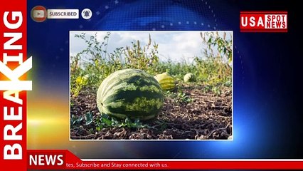 Earth to New York Times! Paper claims watermelons found on Mars