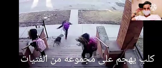 كلب يهجم على فتيات