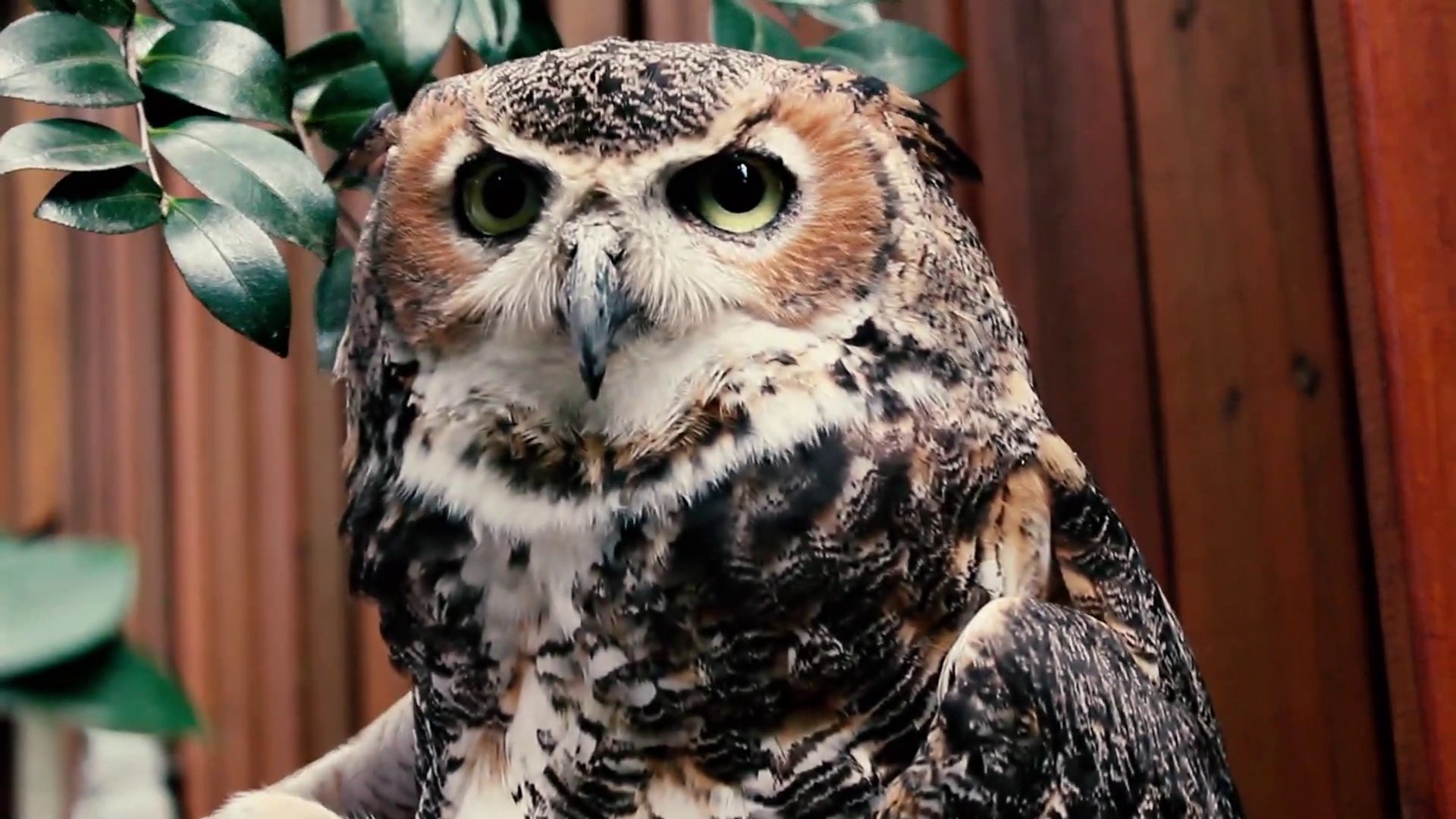 ⁣O.W.L.S. Ocala Wildlife Sanctuary (Ocala, FL) - Travel VLOG Video Tour