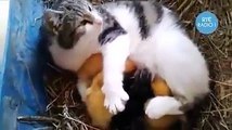 Ördeklere annelik yapan kedi