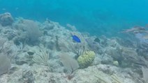 Groups working to restore seven coral reefs in the Florida Keys