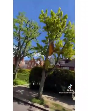 How awesome are these parrots pets