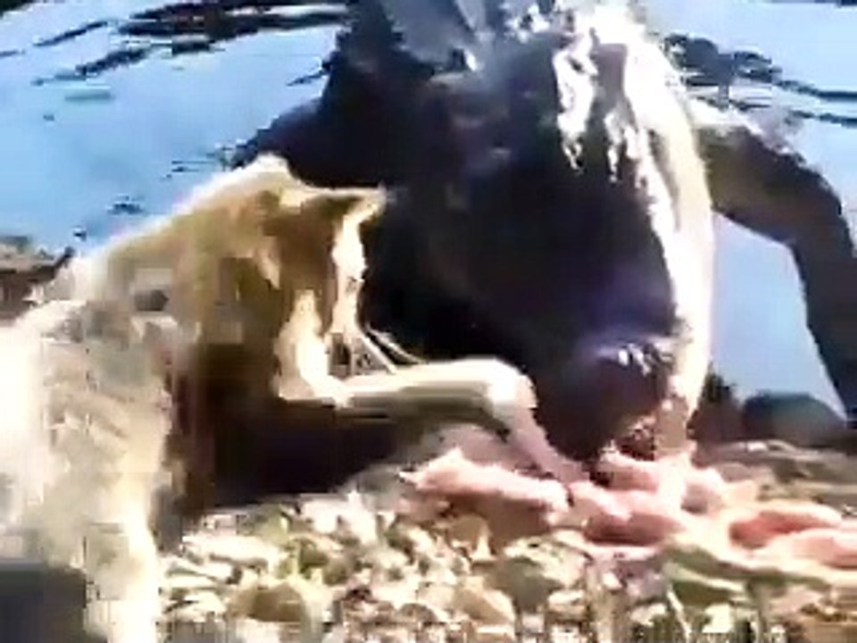 Kediden şaşırtan cesaret!