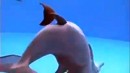 Yunus balığının doğum görüntüleri