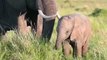 Wild life ( wild elephants in their natural habitats), relaxing nature, Relaxing music, Sleep music, Study music