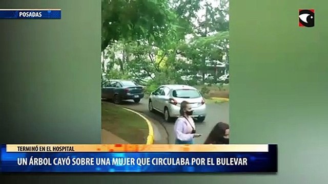 Posadas un árbol cayó sobre una mujer que circulaba por el bulevar de Mitre y Colón y terminó en el hospital