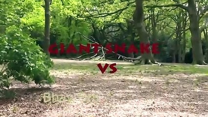 Dev yılan leopara saldırdı! Sonuç şaşırtıcı