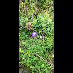 Monkey Playing Ballon