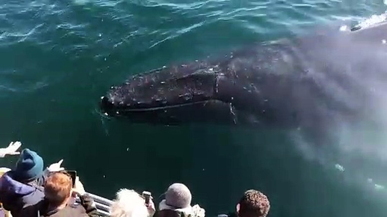 Whale Na Nmn