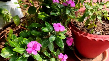 Ramakrishna math Chennai
