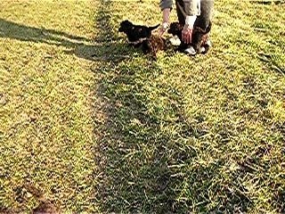 ballade des chiots 1