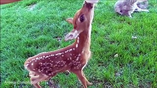 Baby Deer  Jumping & Hopping - CUTEST /bear fighting with deer