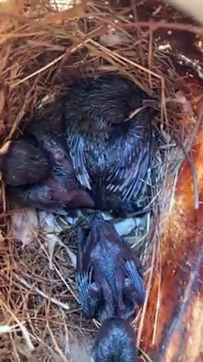 Baby birds