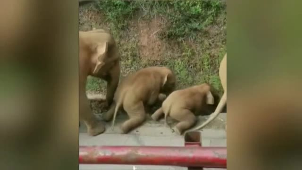 Una manada de 15 elefantes continúa su viaje por China