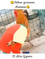 Videos graciosos chistosos de animales