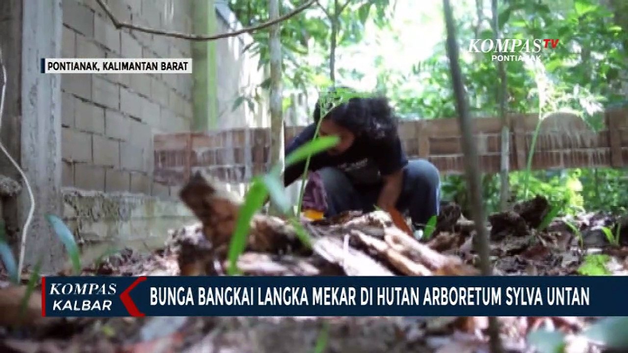 Bunga Bangkai Langka Mekar di Hutan Arboretum S...