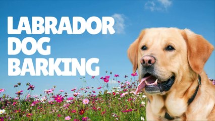 Download Video: Labrador Dog Barking Sound Effect | Labrador Retriever Dog Barking | Dog Barking