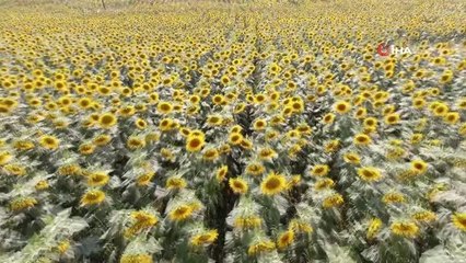 Kuraklık yağlık ayçiçeğini etkiledi