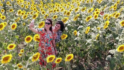 Kuraklık yağlık ayçiçeğini etkiledi