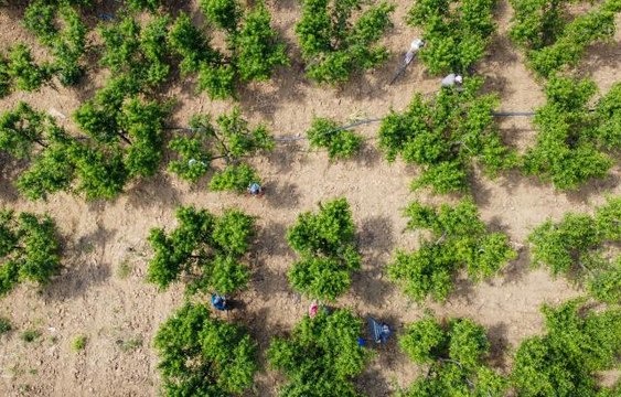Şeftali üreticisi kaliteyi artırmak için ağaçlarda tekleme yapıyor