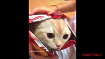 Funny Cats And Dogs Videos Compilation 2020 - Funniest Dogs And Cats