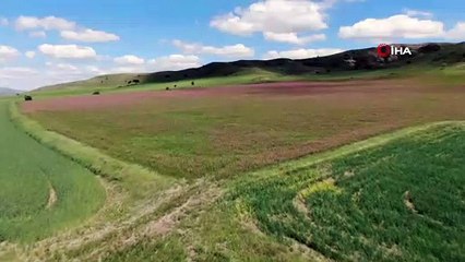 Pembe ve yeşilin buluştuğu çiçek tarlasında görsel şölen