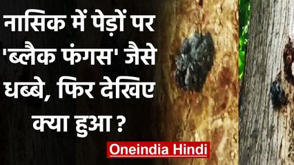 Black fungus: Nashik में पेड़ों पर Black fungus जैसे धब्बे, लोगों में दहशत । वनइंडिया हिंदी