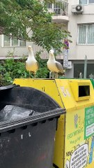 Seagulls Sound Funny Laughing