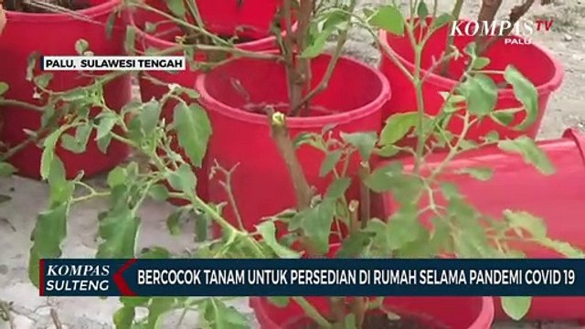 Bercocok Tanam Untuk Persedian di Rumah Selama Pandemi Covid 19