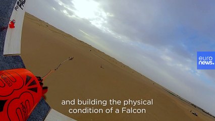 New falcon training device 'BerghWing' aims to revolutionise sport