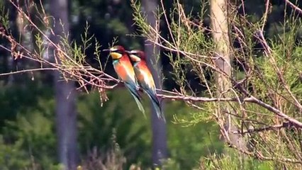 EDİRNE - Türkiye-Yunanistan sınırı renkli misafirlerini ağırlıyor