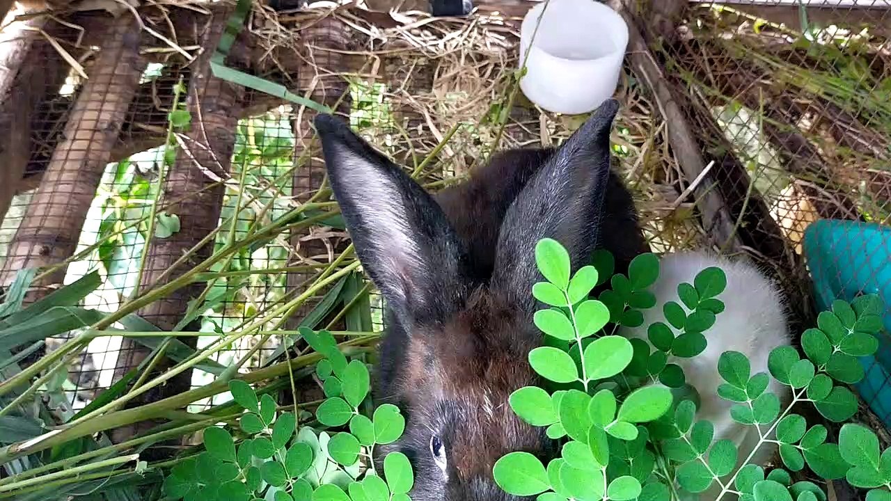 rabbit habit