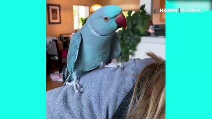 Sahibi ile sadece yüz yüzeyken konuşan papağan kamerada