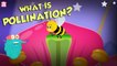What Is Pollination? | POLLINATION | The Dr Binocs Show | Peekaboo Kidz