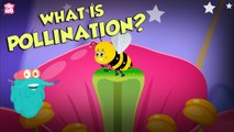 What Is Pollination? | POLLINATION | The Dr Binocs Show | Peekaboo Kidz