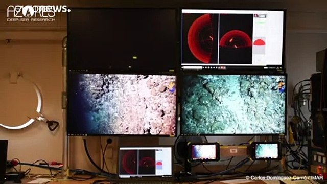 У Азорских островов учёные обнаружили чёрные кораллы