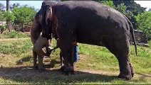 Elefantes fazem teste de coronavírus na Índia