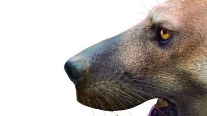 Descubren un enorme perro-oso que vivió hace 9 millones de años