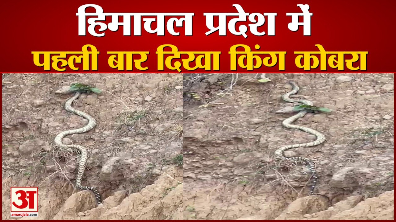Himachal Pradesh में पहाड़ी पर चढ़ते हुए देखा गया किंग कोबरा | Viral Video | King Cobra |