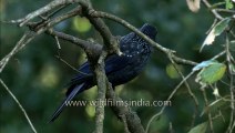 Blue Whistling Thrush in the mountains of North India