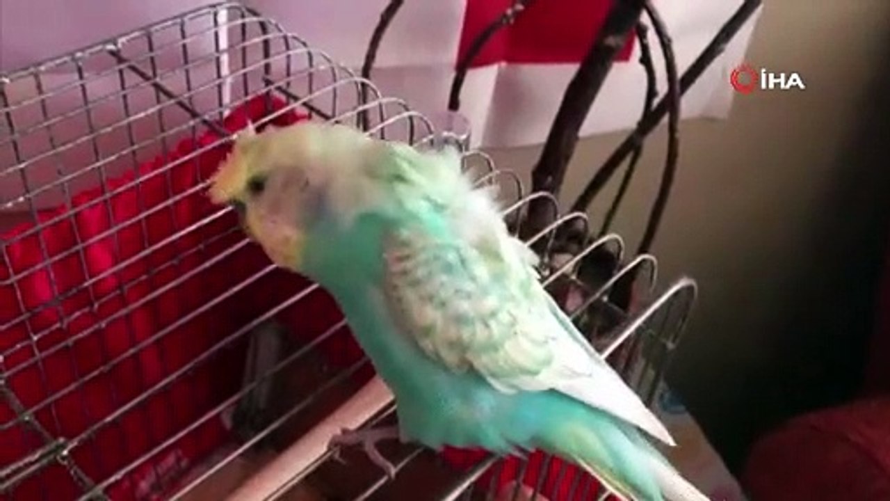 Muhabbet kuşundan EURO 2020'de boy gösterecek A Milli Takım'a 'destek'; “Sabaha kadar buradayız Türkiye”