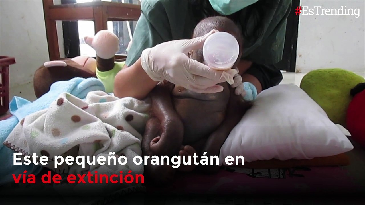 Tierno orangután en peligro de extinción se recuperó tras ser rescatado de un gallinero