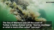 ‘Sea Snot’ is Spreading Like Crazy Thanks to Climate Change