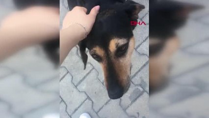 EYÜPSULTAN'DA KÖPEĞİ EZEN TAKSİCİ SERBEST BIRAKILDI