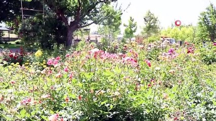Kırşehir’de lavanta festivali düzenlenecek