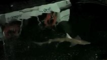 Haliç'te panik anları! Balıkçının oltasına 2 metrelik köpekbalığı takıldı