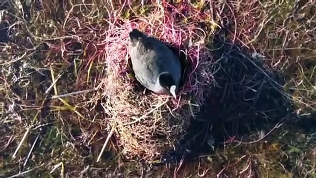 KONYA - Beyşehir Gölü kıyıları, yaz mevsiminin ilk günlerinde adeta kuş cennetine döndü